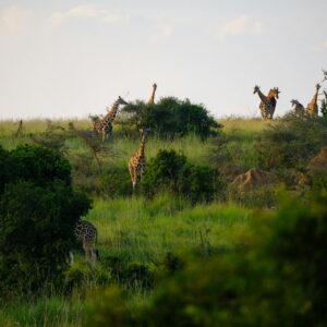 Uganda
